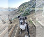 Small #5 American Pit Bull Terrier