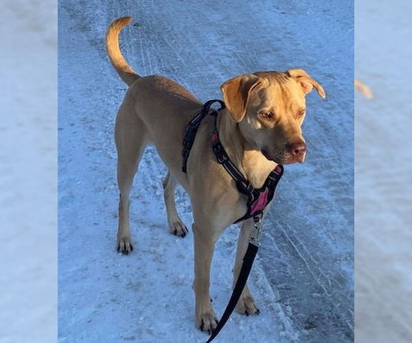 Medium Photo #5 American Staffordshire Terrier-Labrador Retriever Mix Puppy For Sale in Minneapolis, MN, USA