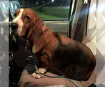 Small #1 Basset Hound