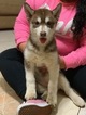 Small Photo #7 Siberian Husky Puppy For Sale in IRVING, TX, USA
