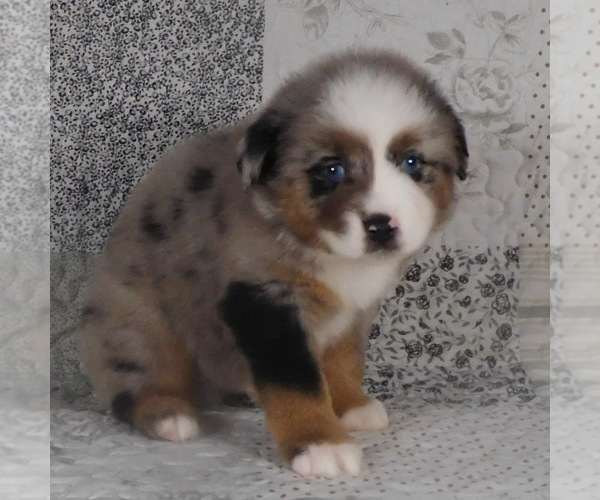 Medium Photo #2 Miniature Australian Shepherd Puppy For Sale in HARRISON, OH, USA