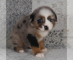 Small #1 Miniature Australian Shepherd