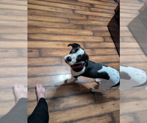 Mutt Dogs for adoption in New London, WI, USA