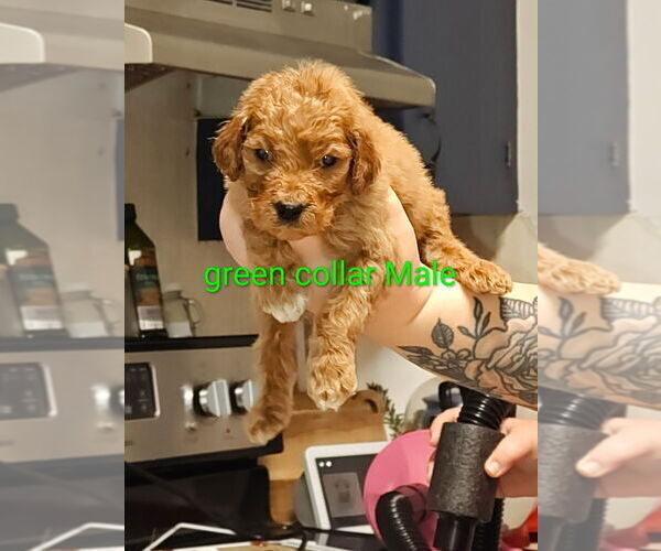 Medium Photo #6 Labradoodle Puppy For Sale in GAFFNEY, SC, USA