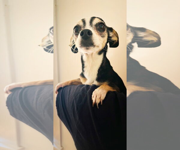 Medium Photo #2 Chihuahua-Unknown Mix Puppy For Sale in Pittsburg, CA, USA