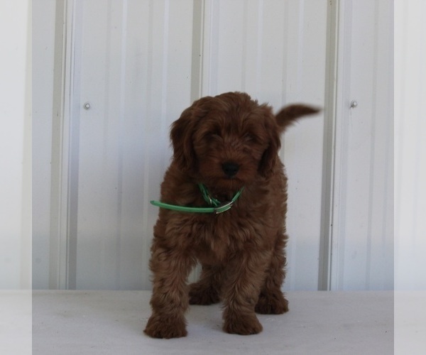 Medium Photo #2 Goldendoodle (Miniature) Puppy For Sale in FREDERICKSBURG, OH, USA