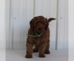 Small Photo #2 Goldendoodle (Miniature) Puppy For Sale in FREDERICKSBURG, OH, USA