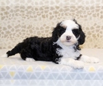 Small Photo #3 Miniature Bernedoodle Puppy For Sale in DENVER, PA, USA