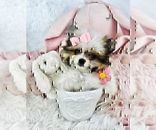 Medium Photo #20 Pomeranian Puppy For Sale in JACKSONVILLE, FL, USA