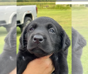 Labrador Retriever Puppy for Sale in MARION, South Carolina USA