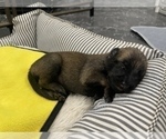 Small Photo #273 Belgian Malinois Puppy For Sale in REESEVILLE, WI, USA