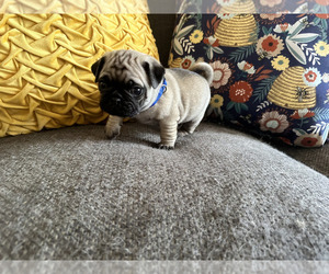 Pug Puppy for sale in SAN FRANCISCO, CA, USA