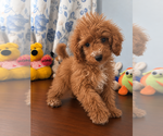 Havapoo puppies - Male Havapoo Puppy for Sale - Photo #14