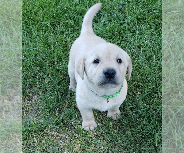 Medium Photo #19 Labrador Retriever Puppy For Sale in OLYMPIA, WA, USA
