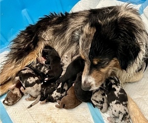 Mother of the Miniature Australian Shepherd puppies born on 07/07/2022