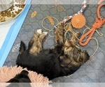 Small #5 Yorkshire Terrier