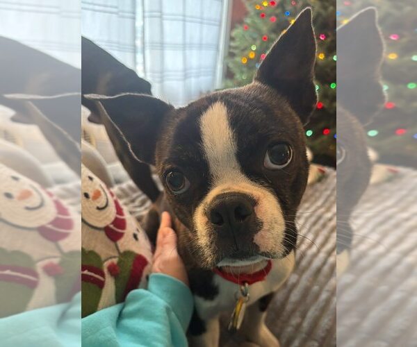 Medium Photo #1 Boston Terrier Puppy For Sale in Kimberton, PA, USA