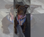 Small #2 American Pit Bull Terrier-Labrador Retriever Mix