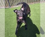Small Photo #11 Labrador Retriever-Unknown Mix Puppy For Sale in Rockwall, TX, USA