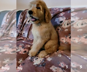 Aussiedoodle-Goldendoodle Mix Puppy for sale in LINCOLN, AL, USA