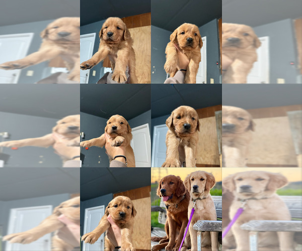 Medium Photo #1 Golden Retriever Puppy For Sale in VALLEJO, CA, USA