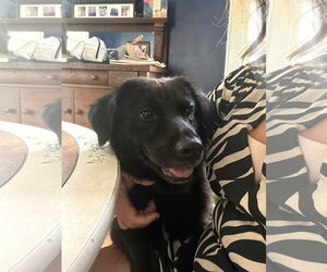 Tally - Female Border Collie-Unknown Mix Dog for Adoption - Photo #4