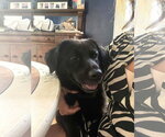 Small Photo #4 Border Collie-Unknown Mix Puppy For Sale in Arlington, VA, USA