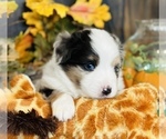 Small Photo #7 Miniature Australian Shepherd Puppy For Sale in ANTHONY, FL, USA