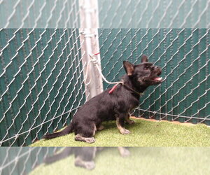 French Bulldog-Unknown Mix Dogs for adoption in Downey, CA, USA