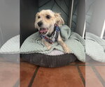 Small #2 Maltese