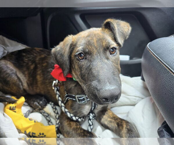 Medium Photo #4 Mutt Puppy For Sale in Greenville, SC, USA