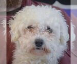 Small #4 Bichon Frise