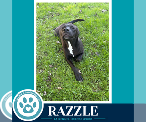 Razzle (Bubble Gum Gang) 102426 - Male Mutt Dog for Adoption - Photo #3