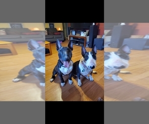 Bull Terrier Puppy for sale in MARTINSBURG, WV, USA