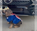 Small #5 French Bulldog