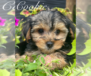 Morkie Puppy for Sale in ELMHURST, Illinois USA