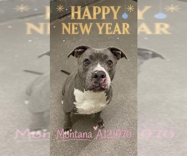 Medium Photo #2 Mutt Puppy For Sale in HESPERIA, CA, USA