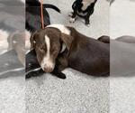 A188757 - Male Labrador Retriever-Unknown Mix Dog for Adoption - Small photo