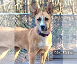 Kite - Female Mutt Dog for Adoption - Photo #9