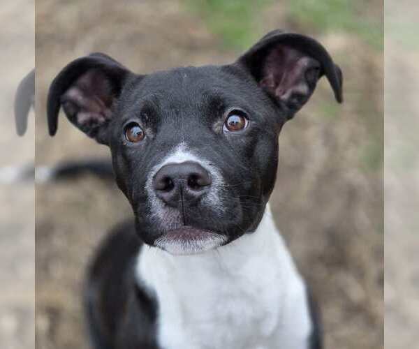 Medium Photo #4 Mutt Puppy For Sale in Anniston, AL, USA