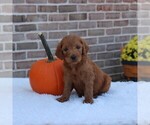Small Photo #6 Goldendoodle Puppy For Sale in GAP, PA, USA