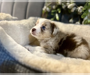 Medium Australian Shepherd