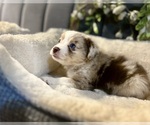 Puppy Juno Australian Shepherd