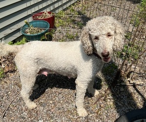 Mother of the Goldendoodle puppies born on 04/13/2025