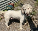 Small Photo #1 Goldendoodle Puppy For Sale in FARIBAULT, MN, USA