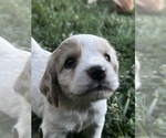 Small #2 Golden Cocker Retriever