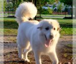 Small #41 Great Pyrenees
