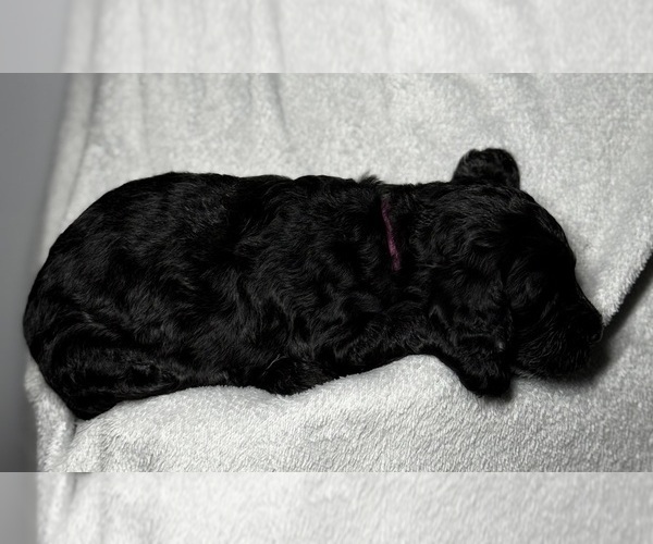 Medium Photo #22 Goldendoodle Puppy For Sale in HOWARD CITY, MI, USA