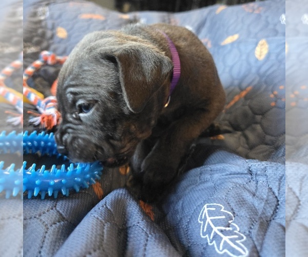 Medium Photo #22 Cane Corso Puppy For Sale in HENRY, VA, USA