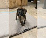 Small Photo #7 Boxer Puppy For Sale in SHELTON, WA, USA